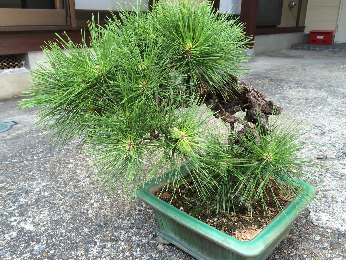 Takayama Ninja House Hotel Exterior foto